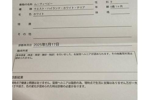 成約済の愛知県のウエストハイランドホワイトテリア(ウエスティ)-392534の2枚目