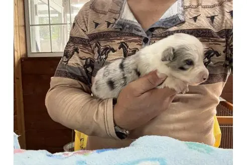 販売中の長野県のボーダーコリー-393523の5枚目