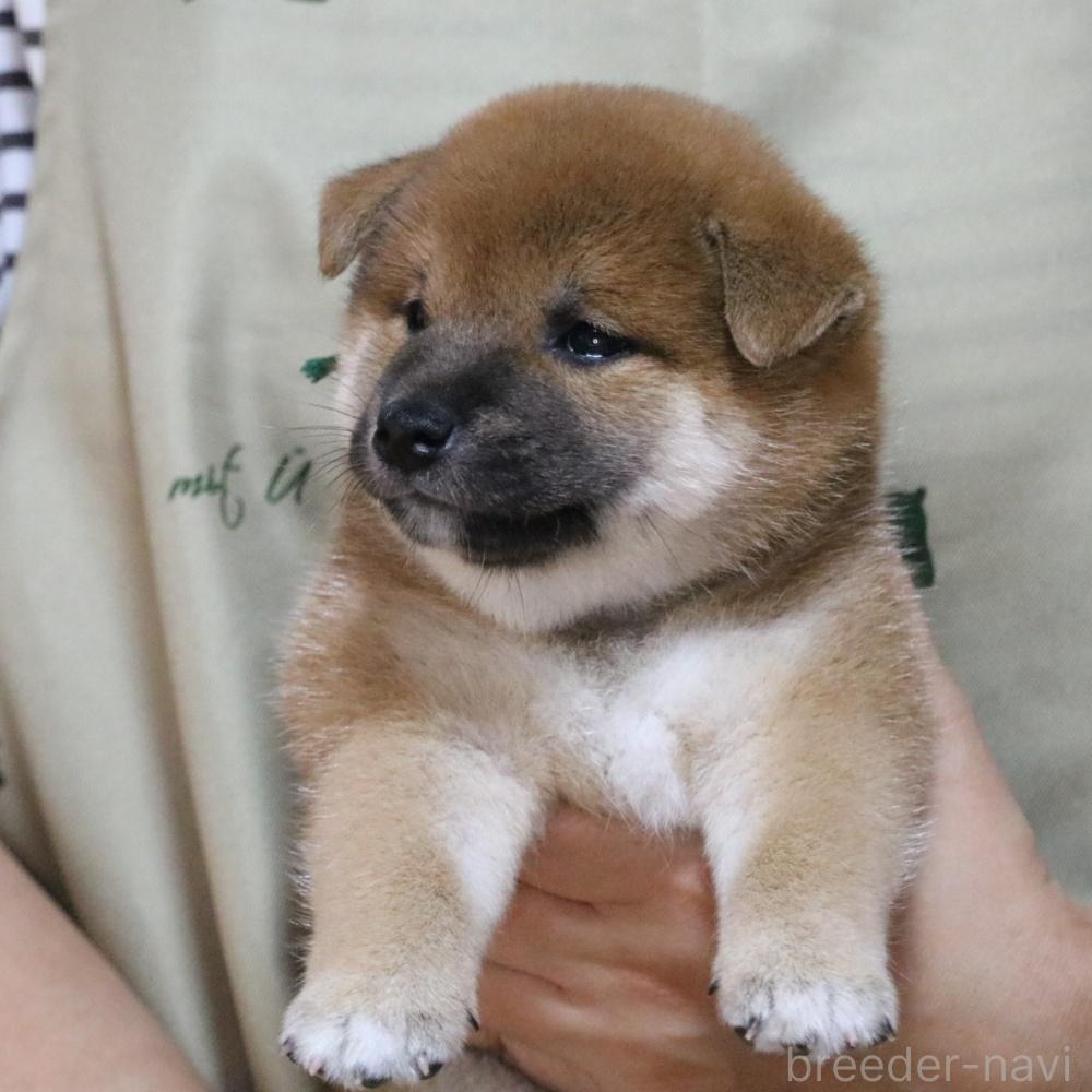 販売中の静岡県の柴犬-393527の4枚目