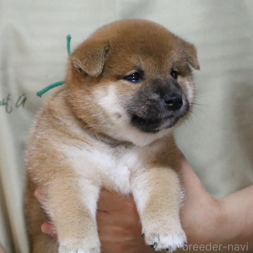 販売中の静岡県の柴犬-393527の3枚目