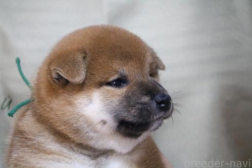 販売中の静岡県の柴犬-393527の2枚目