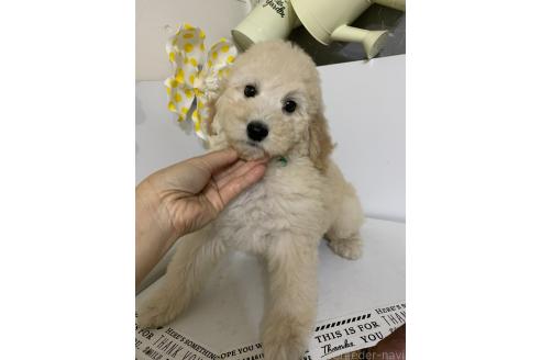 販売中の千葉県のミディアムプードル-393528の6枚目