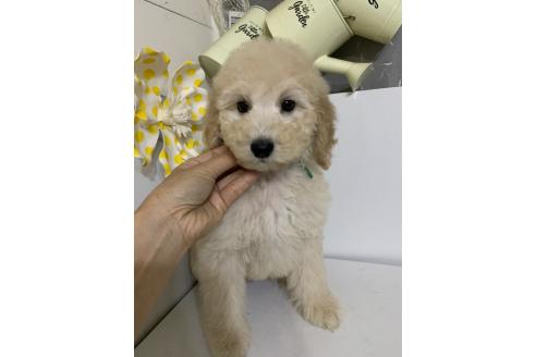 販売中の千葉県のミディアムプードル-393528の4枚目
