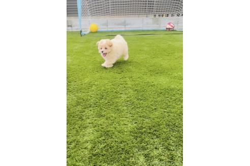 成約済の福岡県のミックス犬-389886の9枚目
