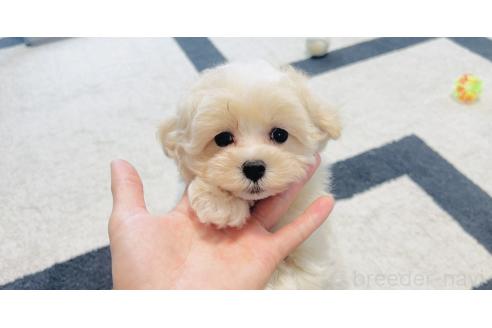 成約済の福岡県のミックス犬-389886の8枚目