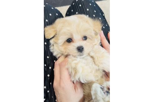 成約済の福岡県のミックス犬-389886の7枚目