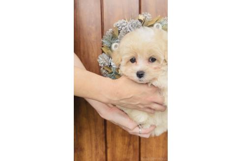成約済の福岡県のミックス犬-389886の6枚目