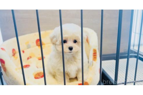 成約済の福岡県のミックス犬-389886の5枚目