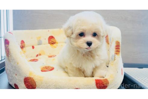 成約済の福岡県のミックス犬-389886の4枚目