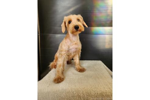 販売中の茨城県のミックス犬-393535の3枚目