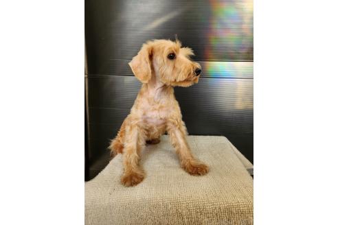 販売中の茨城県のミックス犬-393535の2枚目
