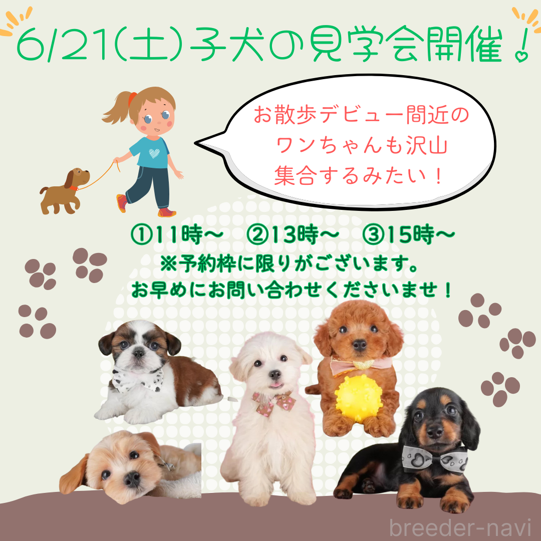 販売中の栃木県のミックス犬-392424の2枚目