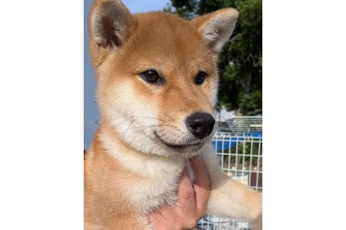 販売中の千葉県の柴犬-374463