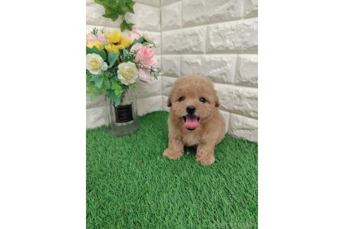 成約済の岡山県のマルプー:マルチーズ×トイプードル-393005の7枚目