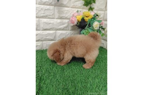成約済の岡山県のマルプー:マルチーズ×トイプードル-393005の2枚目