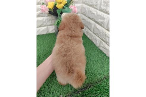 販売中の岡山県のミックス犬-393009の19枚目