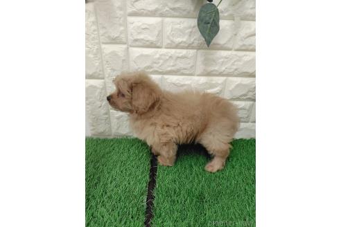 販売中の岡山県のミックス犬-393009の18枚目