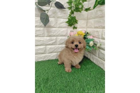 販売中の岡山県のミックス犬-393009の17枚目
