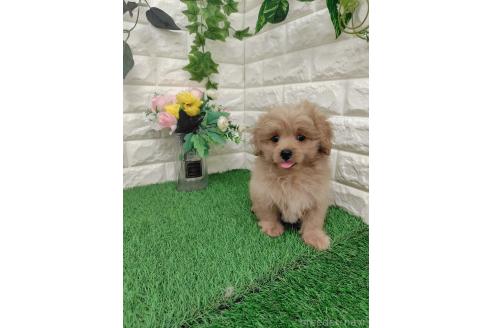 販売中の岡山県のミックス犬-393009の16枚目
