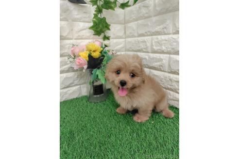 販売中の岡山県のミックス犬-393009の15枚目