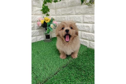 販売中の岡山県のミックス犬-393009の14枚目