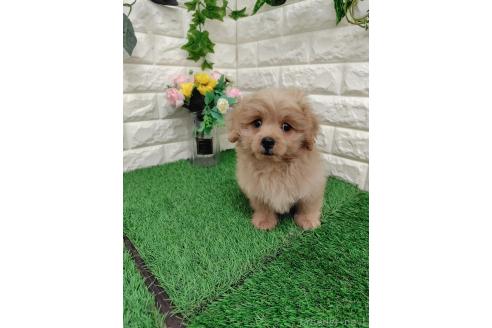 販売中の岡山県のミックス犬-393009の13枚目