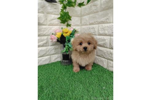 販売中の岡山県のミックス犬-393009の12枚目