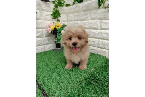 販売中の岡山県のミックス犬-393009の11枚目