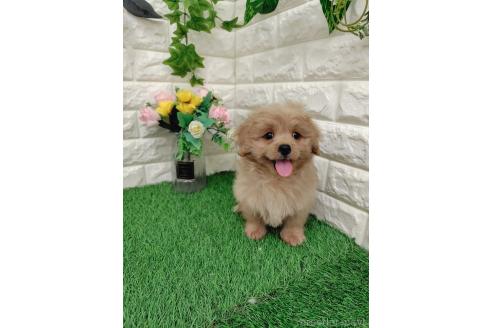 販売中の岡山県のミックス犬-393009の9枚目