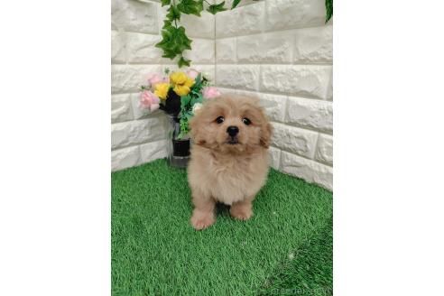 販売中の岡山県のミックス犬-393009の8枚目