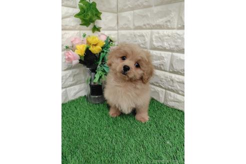 販売中の岡山県のミックス犬-393009の7枚目