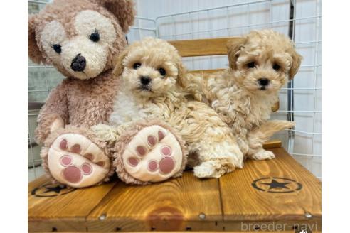 販売中の兵庫県のティーカッププードル-376351の2枚目
