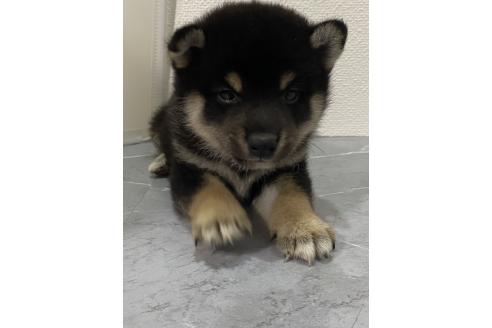 販売中の宮崎県の豆柴-393023の5枚目