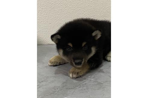 販売中の宮崎県の豆柴-393023の2枚目