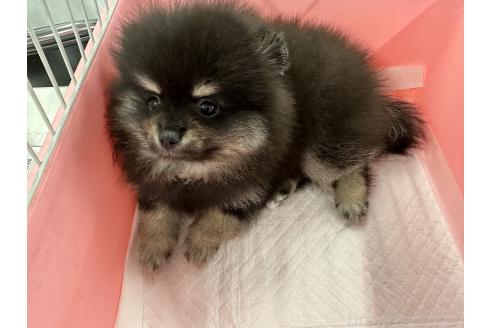 販売中の愛知県のポメラニアン-393567の2枚目