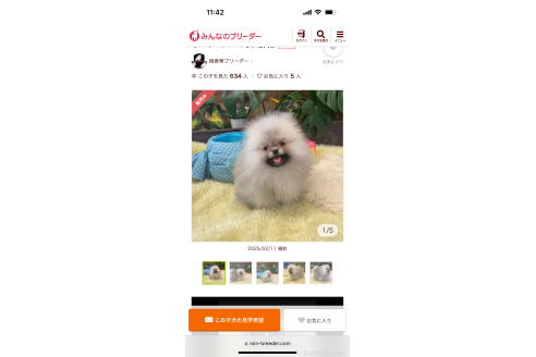 販売中の山口県のボルゾイ-363845の9枚目