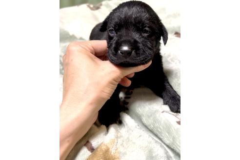 販売中の奈良県のラブラドールレトリーバー-393292の5枚目