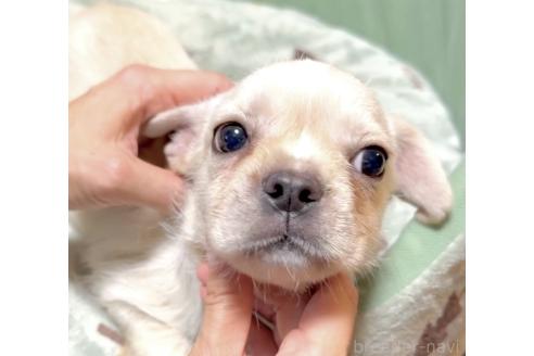 成約済の奈良県のミックス犬-391975の10枚目