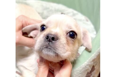 成約済の奈良県のミックス犬-391975の8枚目
