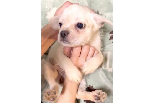 成約済の奈良県のミックス犬-391975の9枚目
