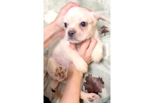 成約済の奈良県のミックス犬-391975の7枚目