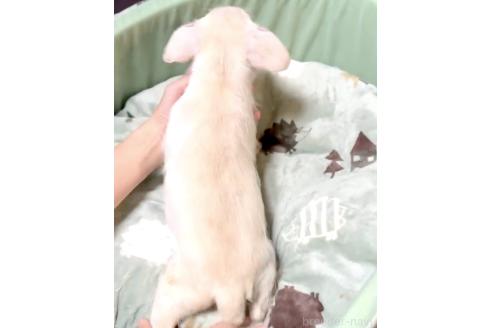 成約済の奈良県のミックス犬-391975の6枚目