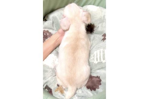 成約済の奈良県のミックス犬-391975の5枚目