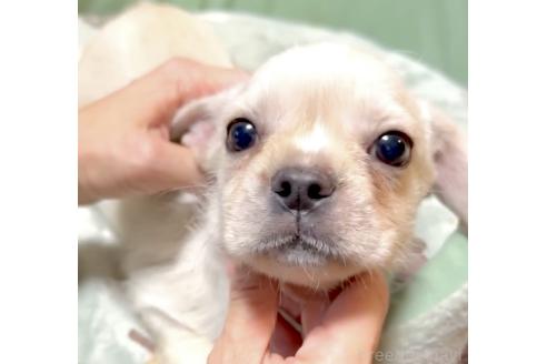 成約済の奈良県のミックス犬-391975の3枚目