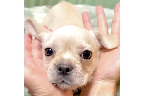 成約済の奈良県のミックス犬-391975の2枚目