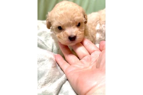 販売中の奈良県のマルプー:マルチーズ×トイプードル-393576の10枚目
