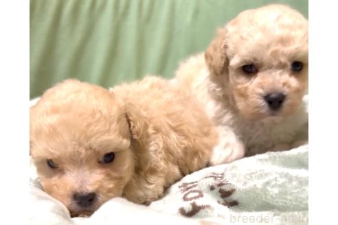 販売中の奈良県のマルプー:マルチーズ×トイプードル-393576の7枚目