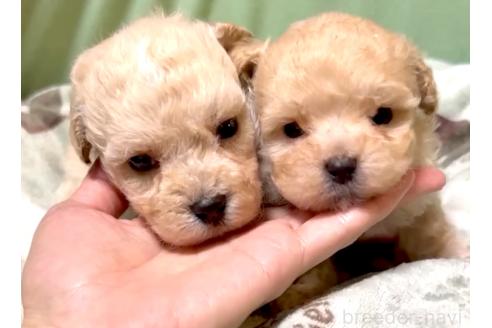 販売中の奈良県のマルプー:マルチーズ×トイプードル-393576の5枚目