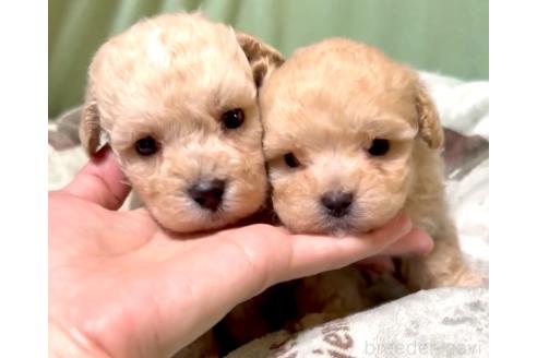 販売中の奈良県のマルプー:マルチーズ×トイプードル-393576の1枚目