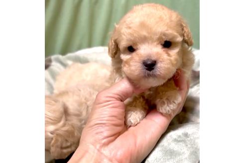 販売中の奈良県のマルプー:マルチーズ×トイプードル-393576の2枚目